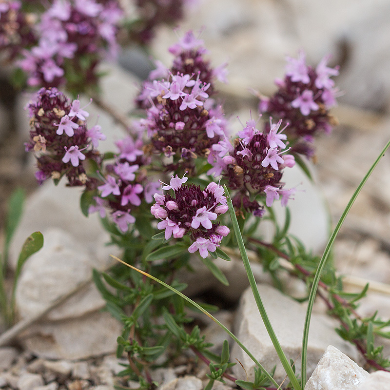 Изображение особи Thymus stojanovii.