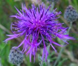 Centaurea scabiosa