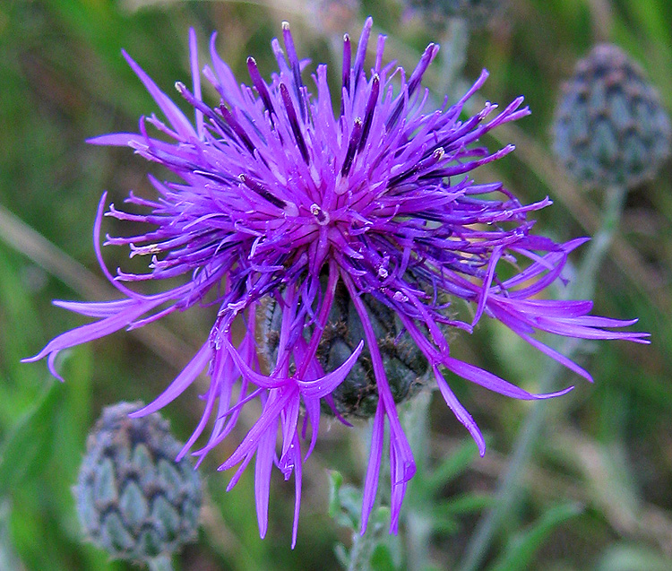 Image of Centaurea scabiosa specimen.