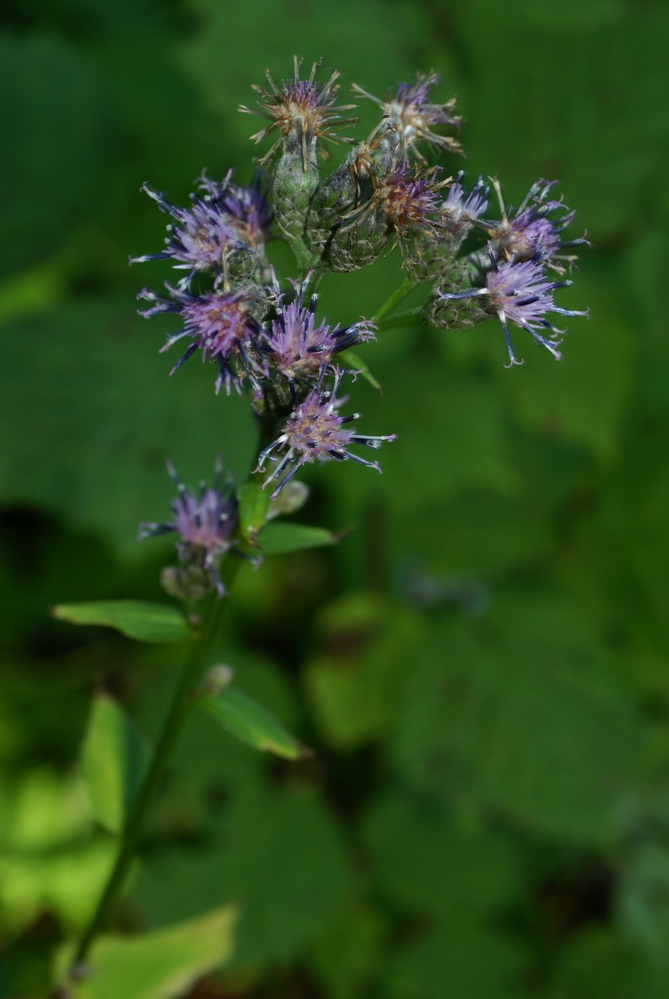 Image of Saussurea petiolata specimen.