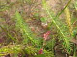 Hippuris vulgaris. Растения на песчаном берегу реки (на переднем плане - соцветия Persicaria). Архангельская обл., Виноградовский р-н, окр. пос. Усть-Ваеньга, левый берег р. Северная Двина. 20.09.2014.