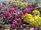 Oxytropis floribunda