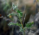 Achillea millefolium. Верхушка растения в утреннеи инее. Московская обл., Раменский р-н, окр. ж.-д. платформы Хрипань, залежь. 17.09.2014.