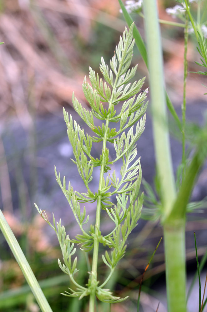 Image of Carum carvi specimen.