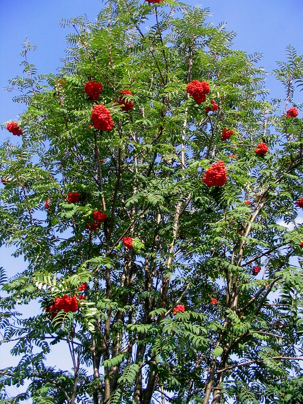 Image of Sorbus aucuparia specimen.