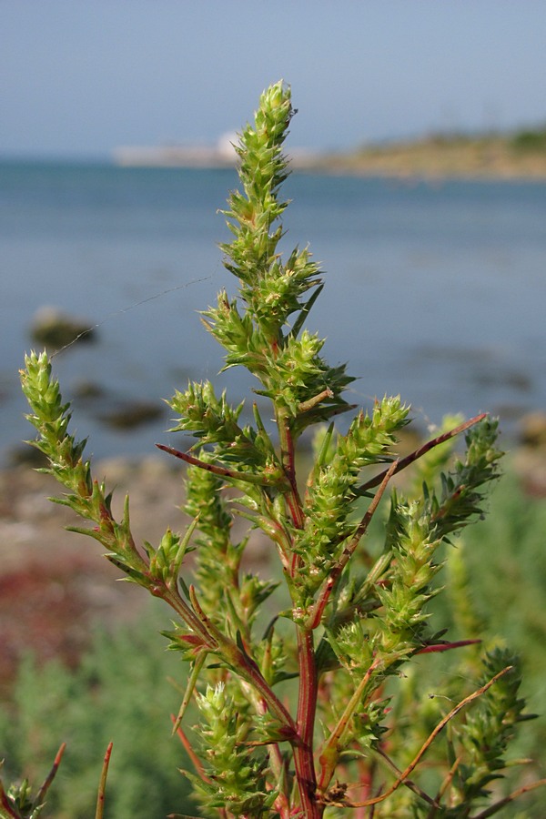 Изображение особи Salsola tragus.