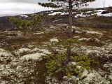 Pinus friesiana. Дерево у верхней границы лесотундры на склоне сопки. Для выросших в таких местах сосен характерна \"юбка\" - густые живые ветви у основания ствола, которые зимой предохраняет толща снега. Те же побеги, которые оказываются чуть выше уровня снега, погибают из-за постоянной снежной абразии. Окр. Мурманска, начало июня 2008 г.