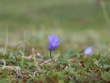 Campanula lasiocarpa