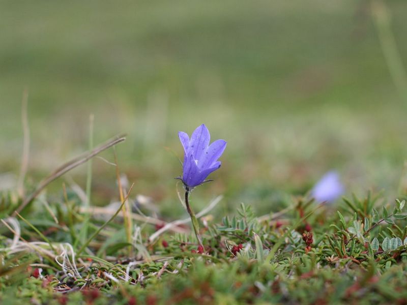 Image of Campanula lasiocarpa specimen.