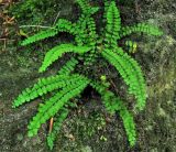 Asplenium trichomanes. Растения на скале. Украина, окрестности Львова, Винниковский лес, «Чертовы скалы». Июль 2007 г.