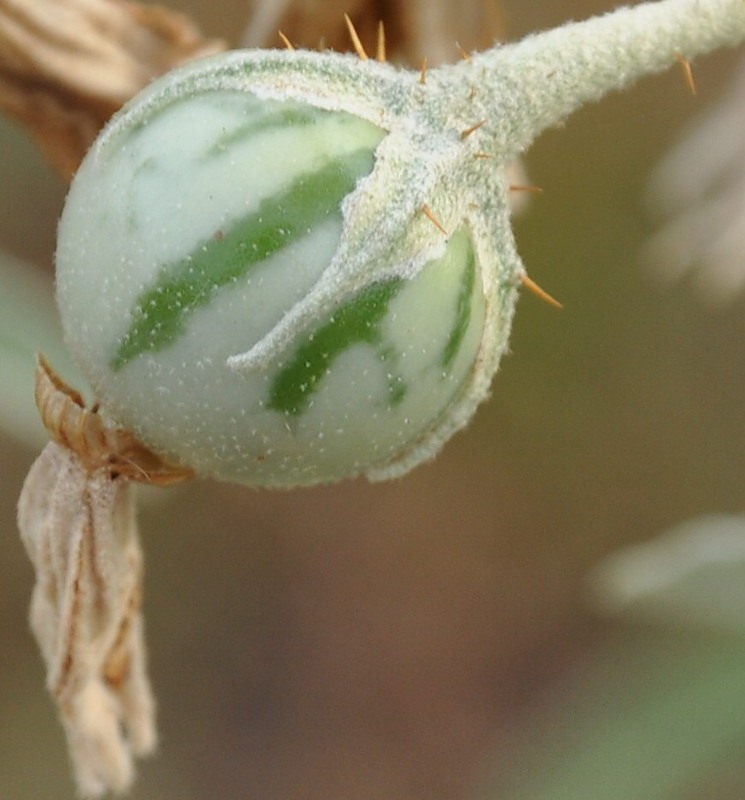 Изображение особи Solanum elaeagnifolium.