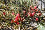 Ephedra monosperma