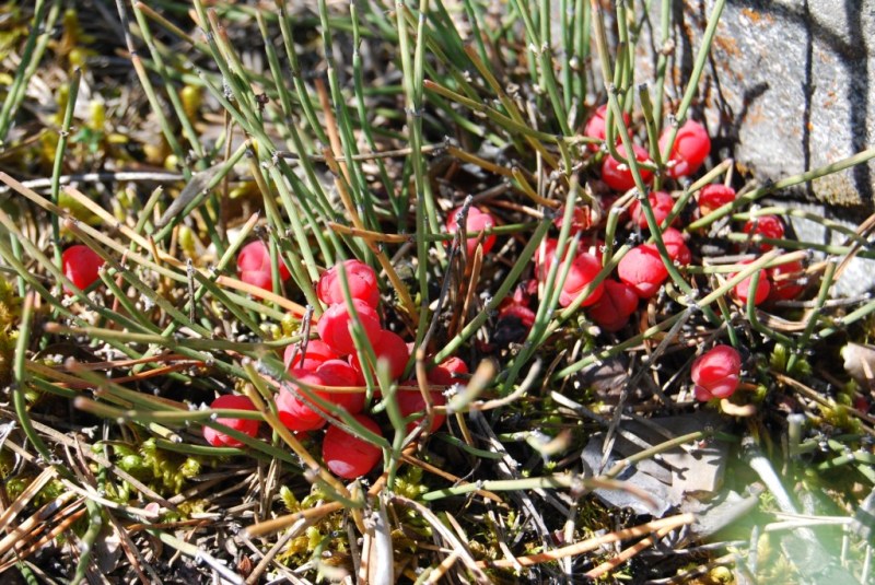 Image of Ephedra monosperma specimen.