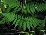 View gallery of subtaxa Image of specimen