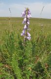 Campanula bononiensis