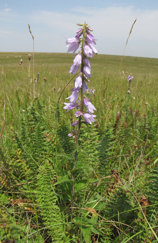 Изображение особи Campanula bononiensis.