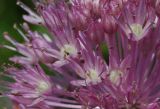 Allium caricifolium