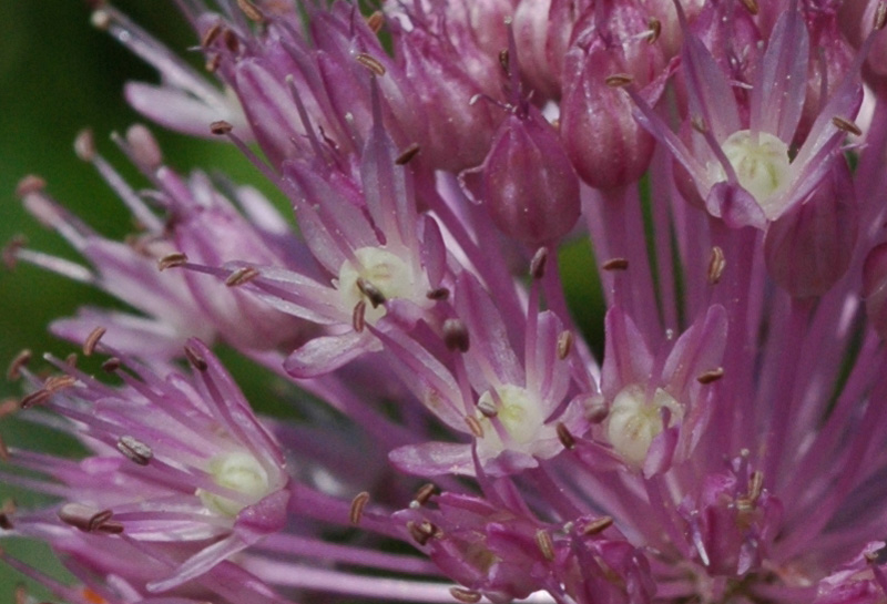 Image of Allium caricifolium specimen.