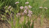 Valerianella carinata. Верхушка цветущего растения. Краснодарский край, м/о Анапа, окр. станицы Благовещенская, Витязевский лиман, песчано-глиняный холм. 26.04.2015.