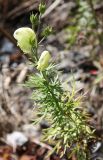 Aconitum anthoroideum. Цветущее растение. Алтай, окр. пос. Манжерок, поляна в сосняке на склоне. 26.08.2009.