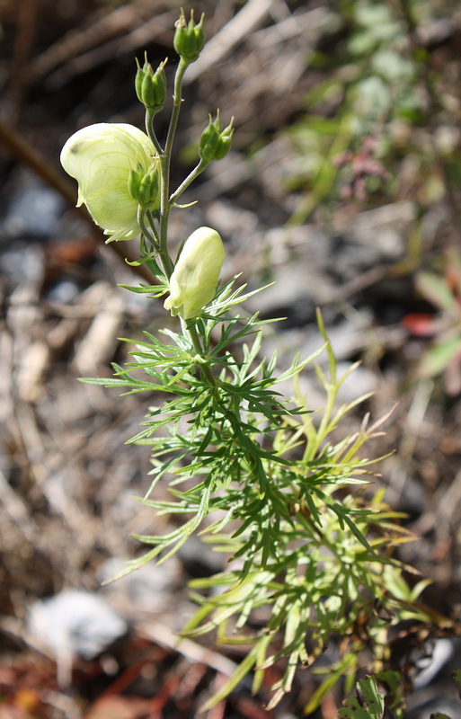 Изображение особи Aconitum anthoroideum.