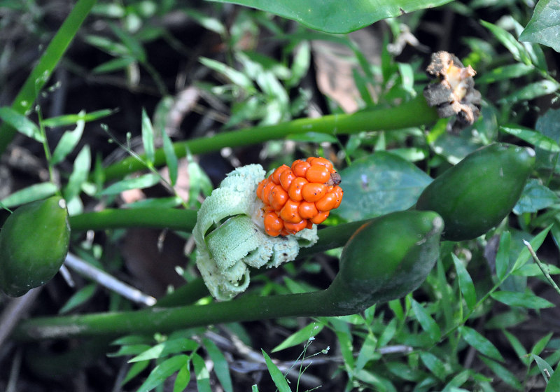Image of Alocasia decipiens specimen.