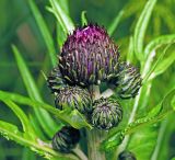 Cirsium heterophyllum. Нераспустившиеся соцветия. Московская обл., Раменский р-н, окр. ж.-д. платформы Хрипань, просека под ЛЭП. 07.06.2015.