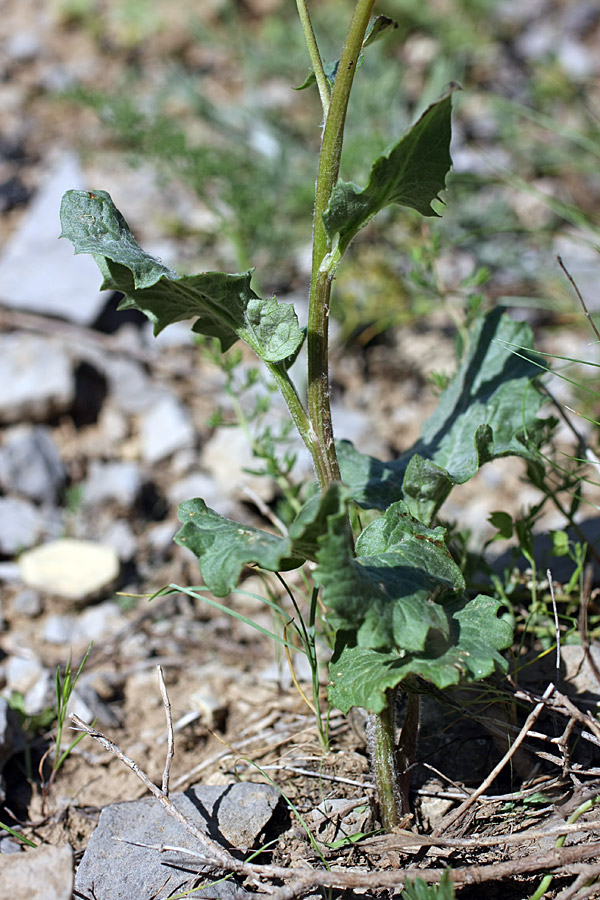 Изображение особи Ligularia karataviensis.