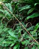 Arabis nordmanniana