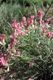 Hedysarum sewerzowii