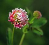 Trifolium hybridum. Соцветие. Московская обл., Раменский р-н, окр. ж.-д. платформы Хрипань, просека под ЛЭП. 20.06.2015.