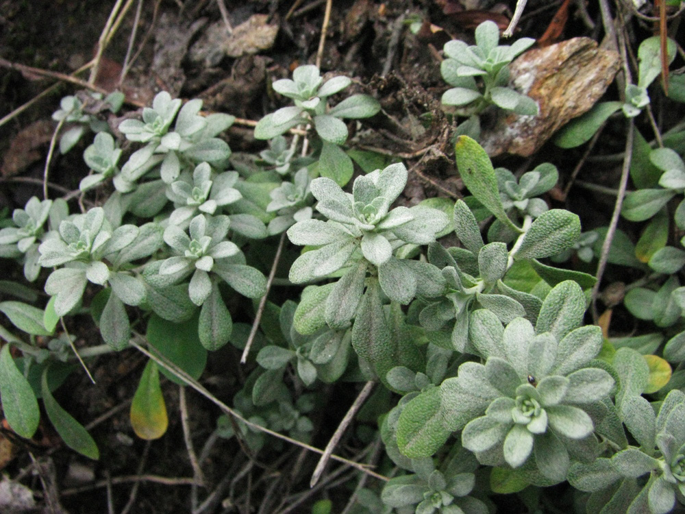 Image of Odontarrhena obovata specimen.