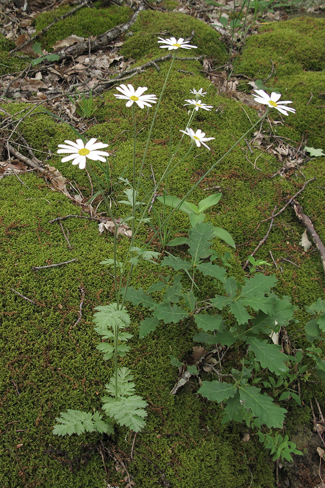 Изображение особи Pyrethrum poteriifolium.