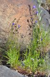 Campanula rotundifolia. Цветущие растения. Соловецкие острова, остров Большой Соловецкий, прибрежные камни. 06.07.2014.