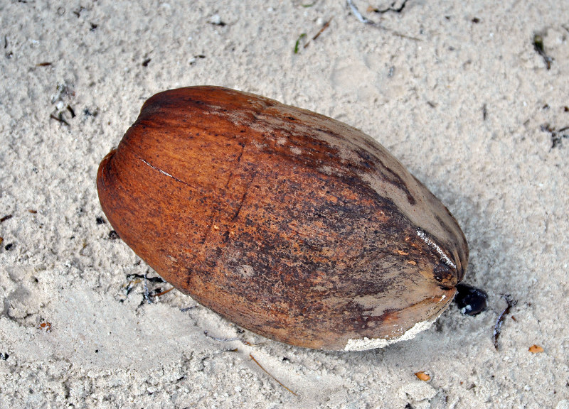 Image of Cocos nucifera specimen.