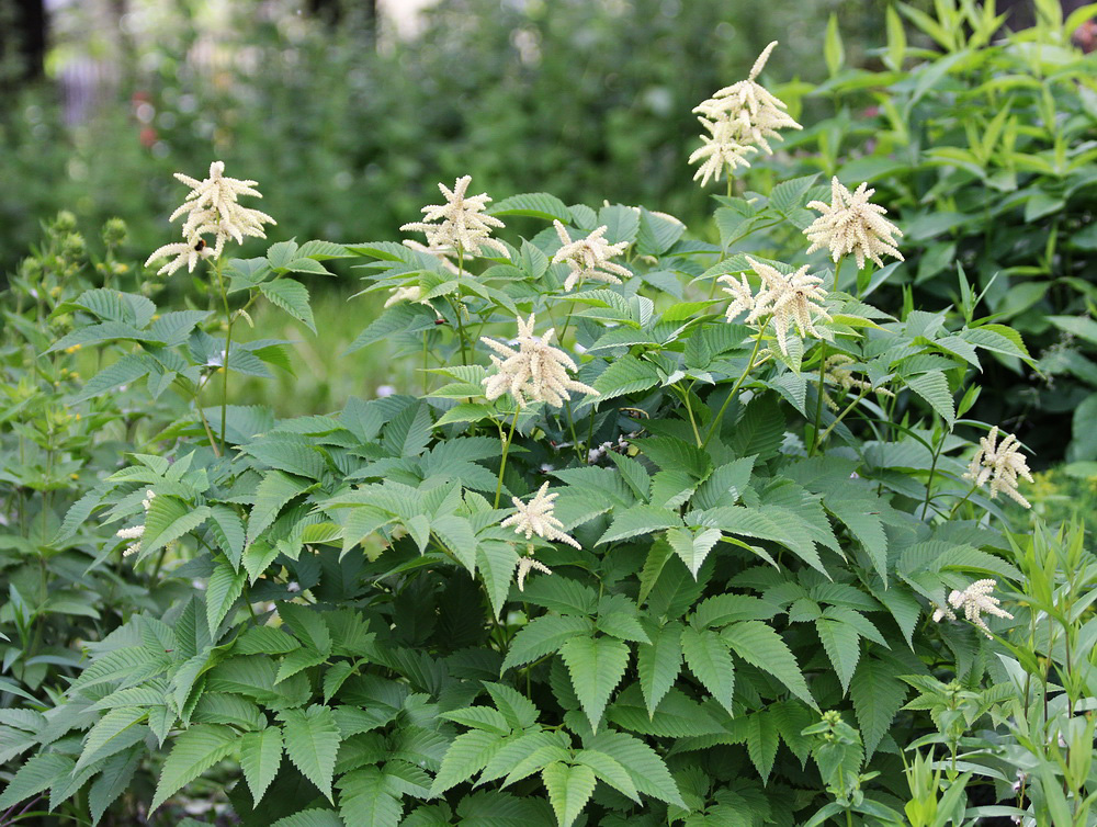 Изображение особи Aruncus dioicus.