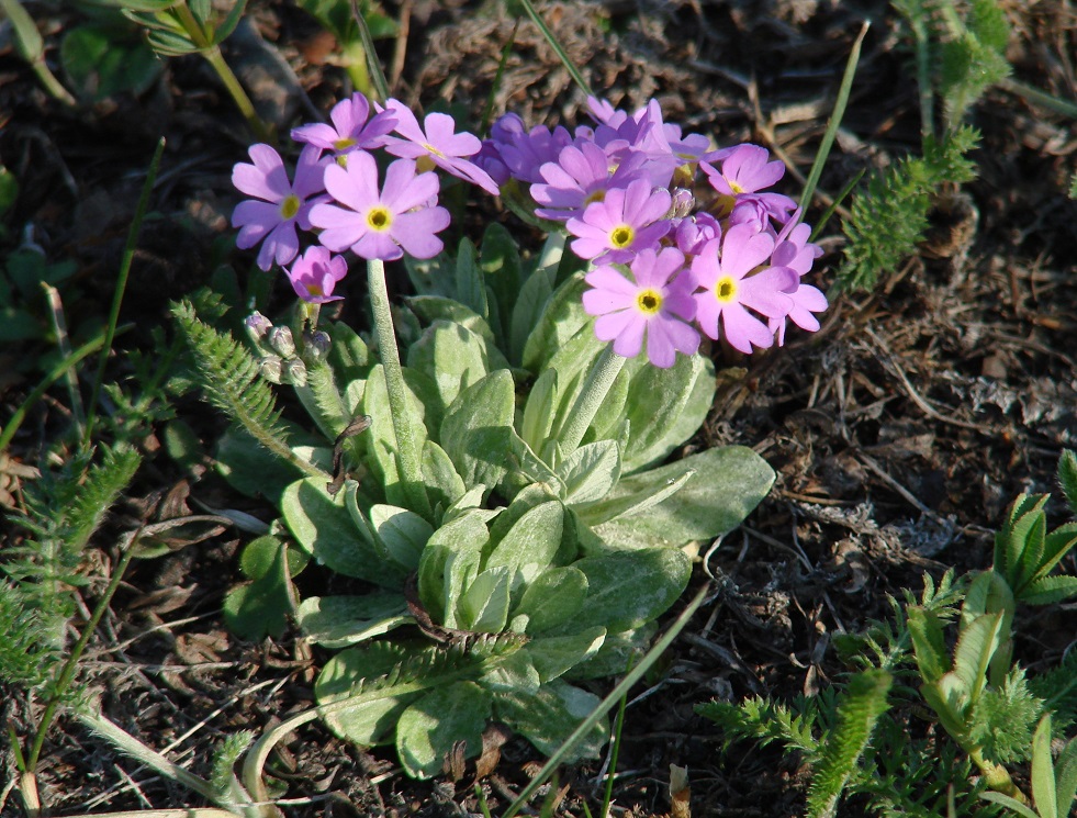 Изображение особи Primula farinosa.