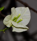 род Bougainvillea