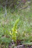 Pedicularis songarica. Цветущее растение. Казахстан, Джунгарский Алатау, долина реки Коксу чуть ниже пос Рудничный, орографически левый берег, степь. Начало мая 2012 г.