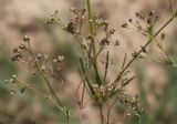 Asperula cynanchica