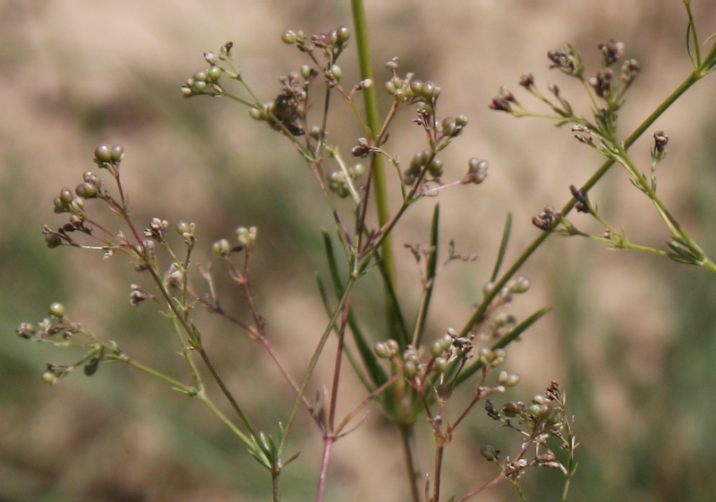 Image of Asperula cynanchica specimen.