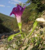 Ipomoea purpurea. Соцветие с цветком и бутонами. Краснодарский край, Крымский р-н, окр. станицы Неберджаевская, каменистый берег р. Богого. 10.10.2015.