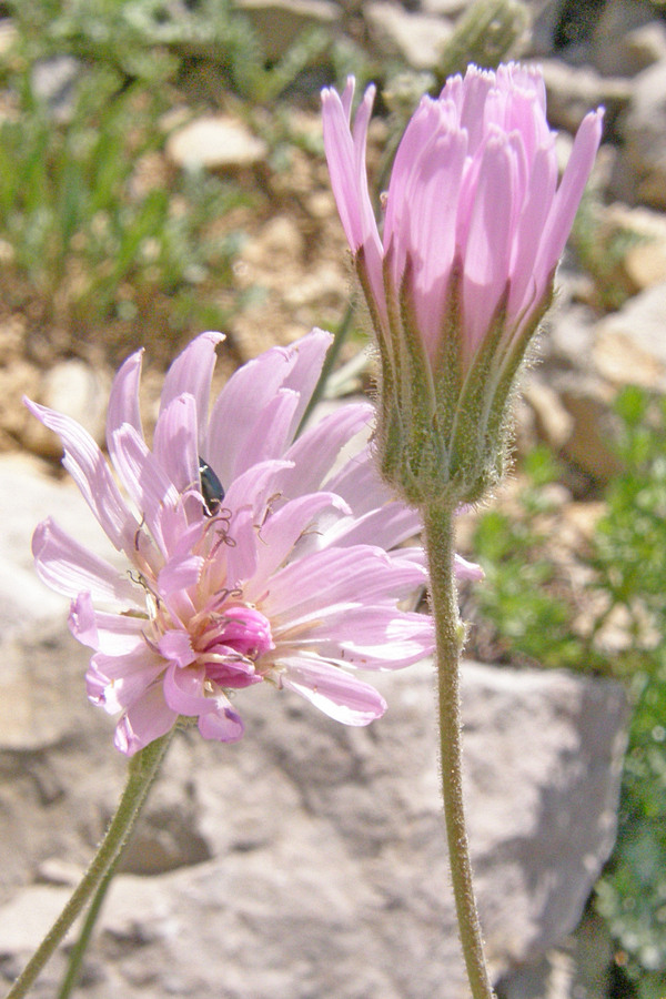 Изображение особи Lagoseris callicephala.