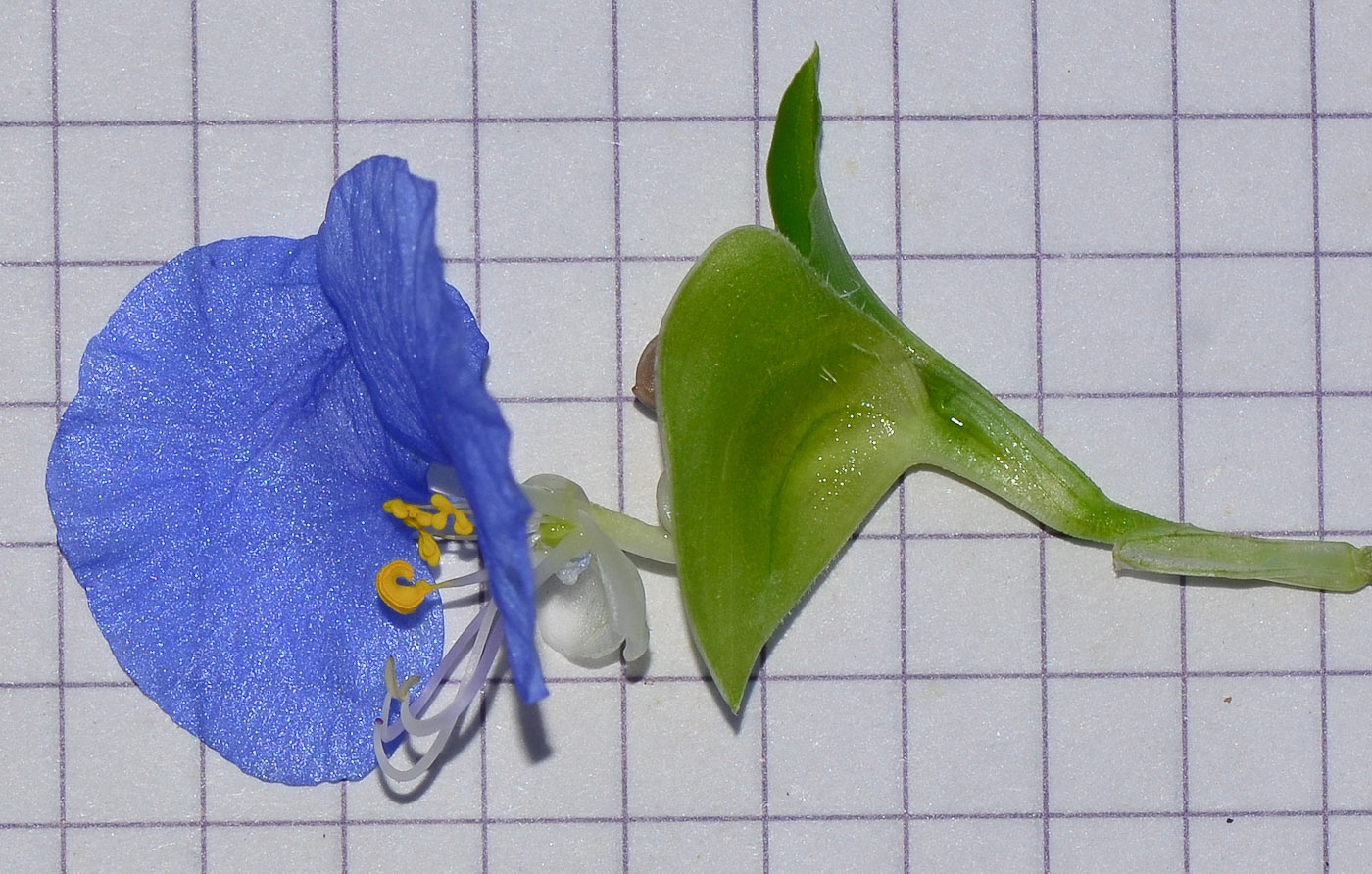 Изображение особи Commelina erecta.