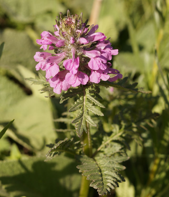 Изображение особи Pedicularis macrochila.