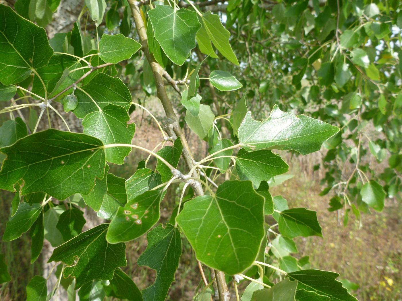 Image of genus Populus specimen.