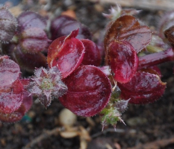 Изображение особи род Galium.