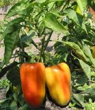 Capsicum annuum