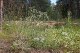 Gypsophila fastigiata. Цветущее растение на опушке сухого травяно-зеленомошного сосняка. Ленинградская обл., Лужский р-н, 136 км шоссе М-20. 02.07.2015.