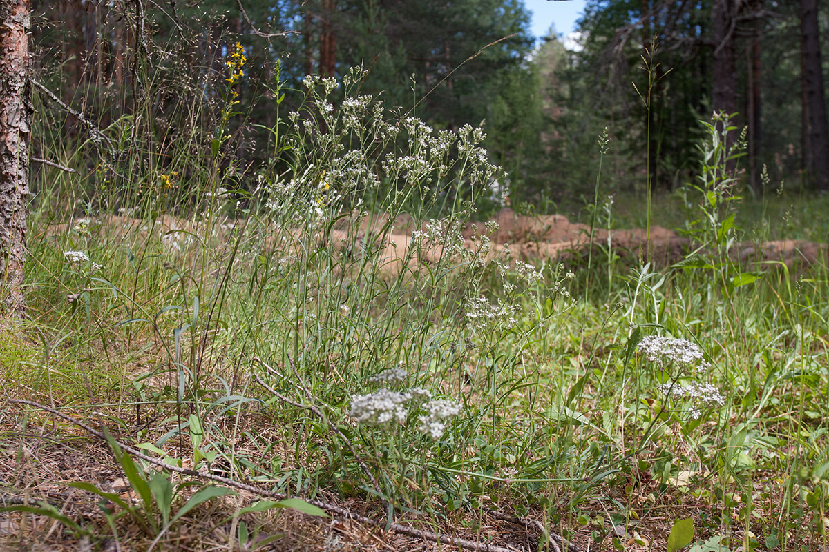 Изображение особи Gypsophila fastigiata.